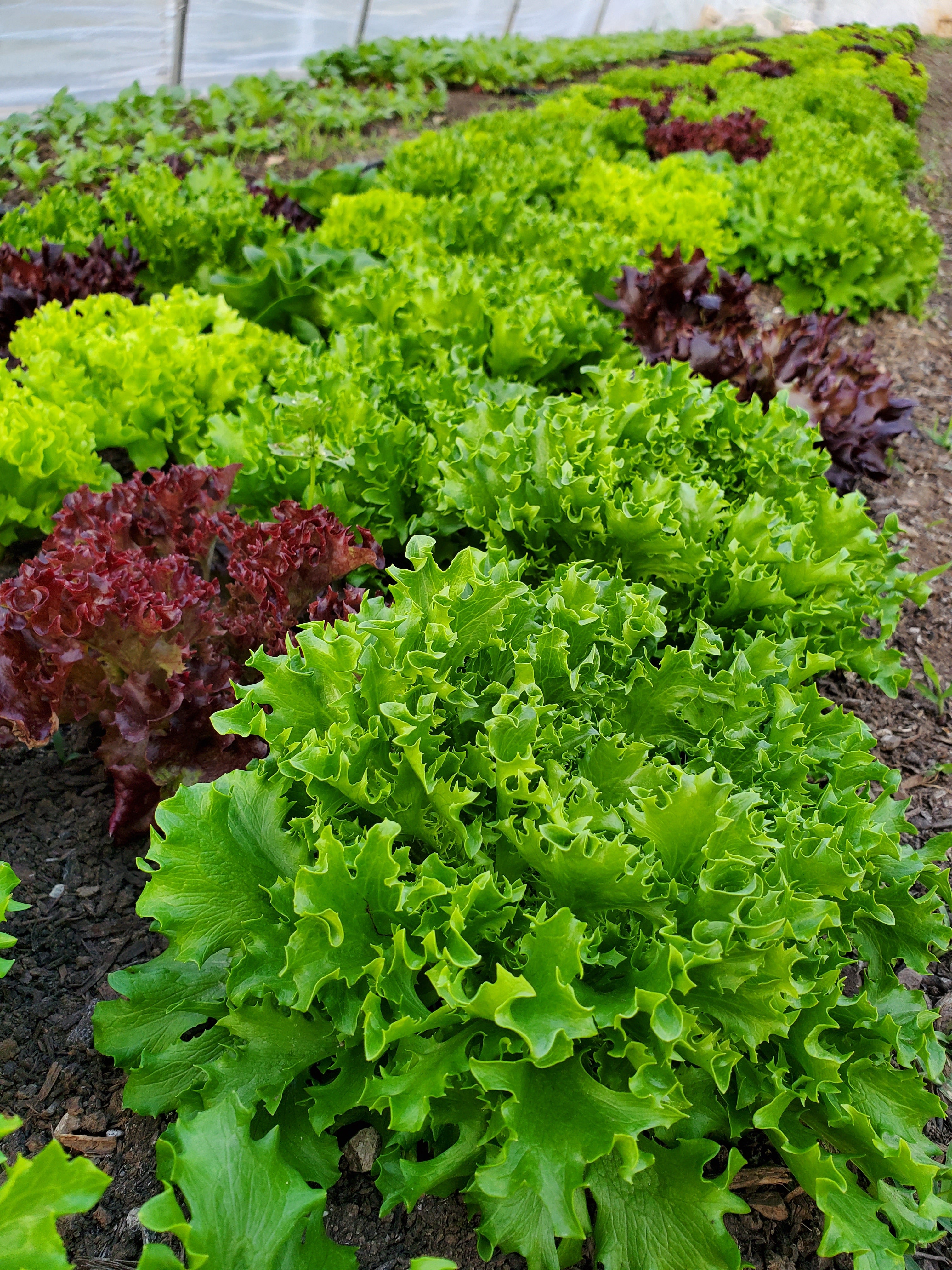 Lettuce and Greens