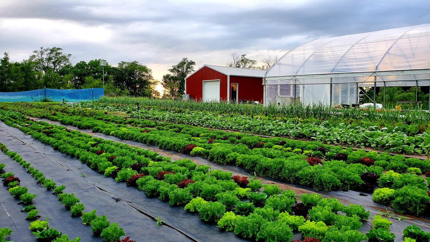 Grow With Confidence – One-on-One Market Gardening Coaching