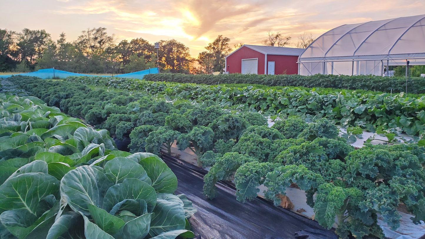 X Market Garden Spacing Charts (Plus Spring and Winter Planting Schedule)