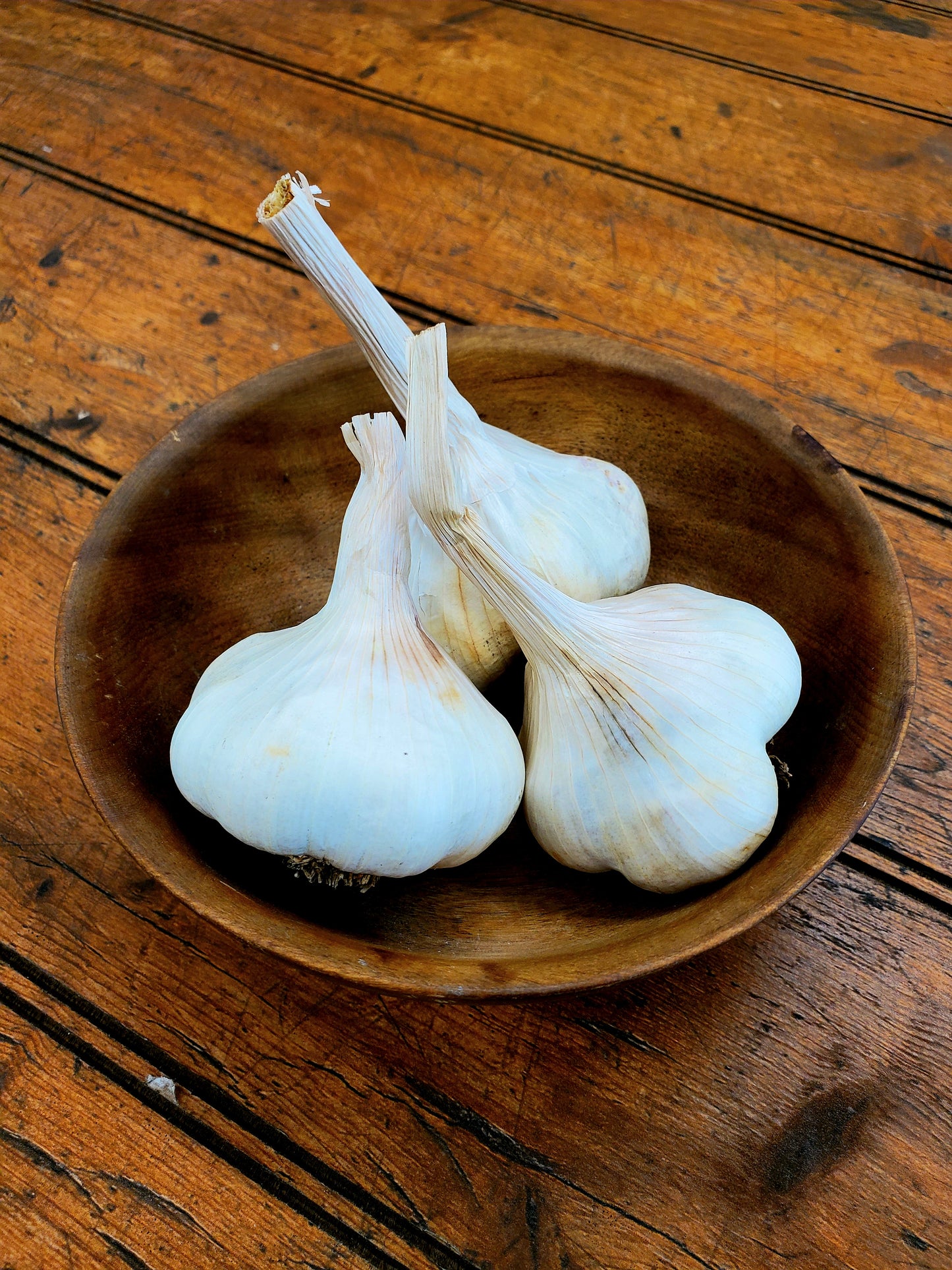 Garlic Softneck (1) - Nootka Rose or Italian