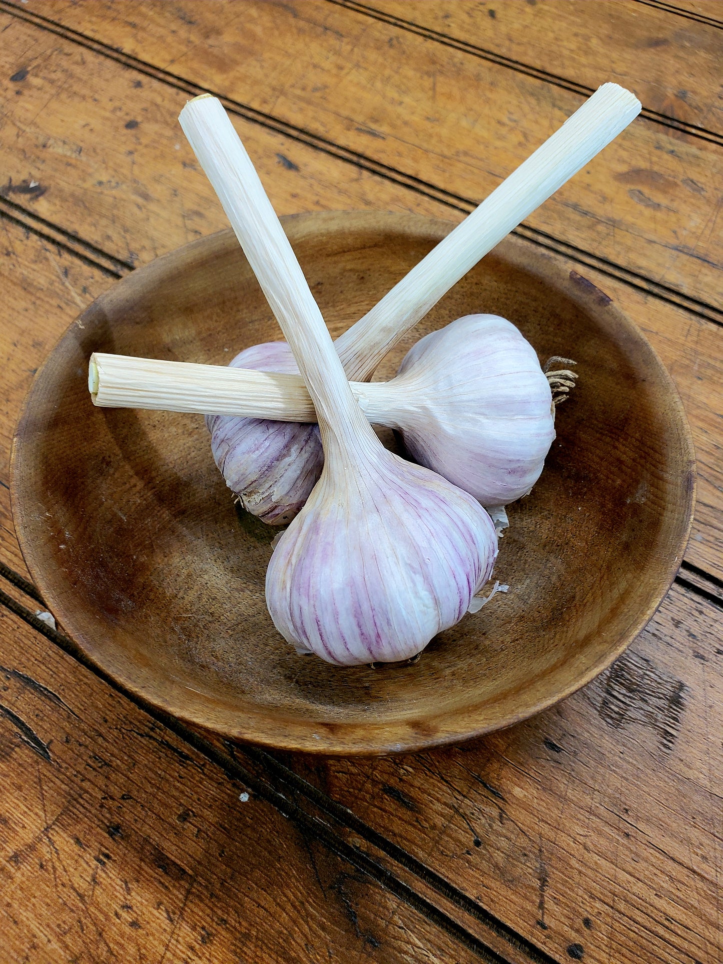Garlic - German Red Hardneck (1)