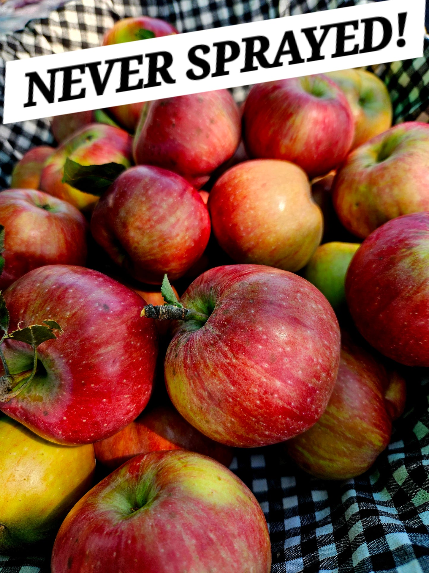 Apple (3) - NEVER SPRAYED