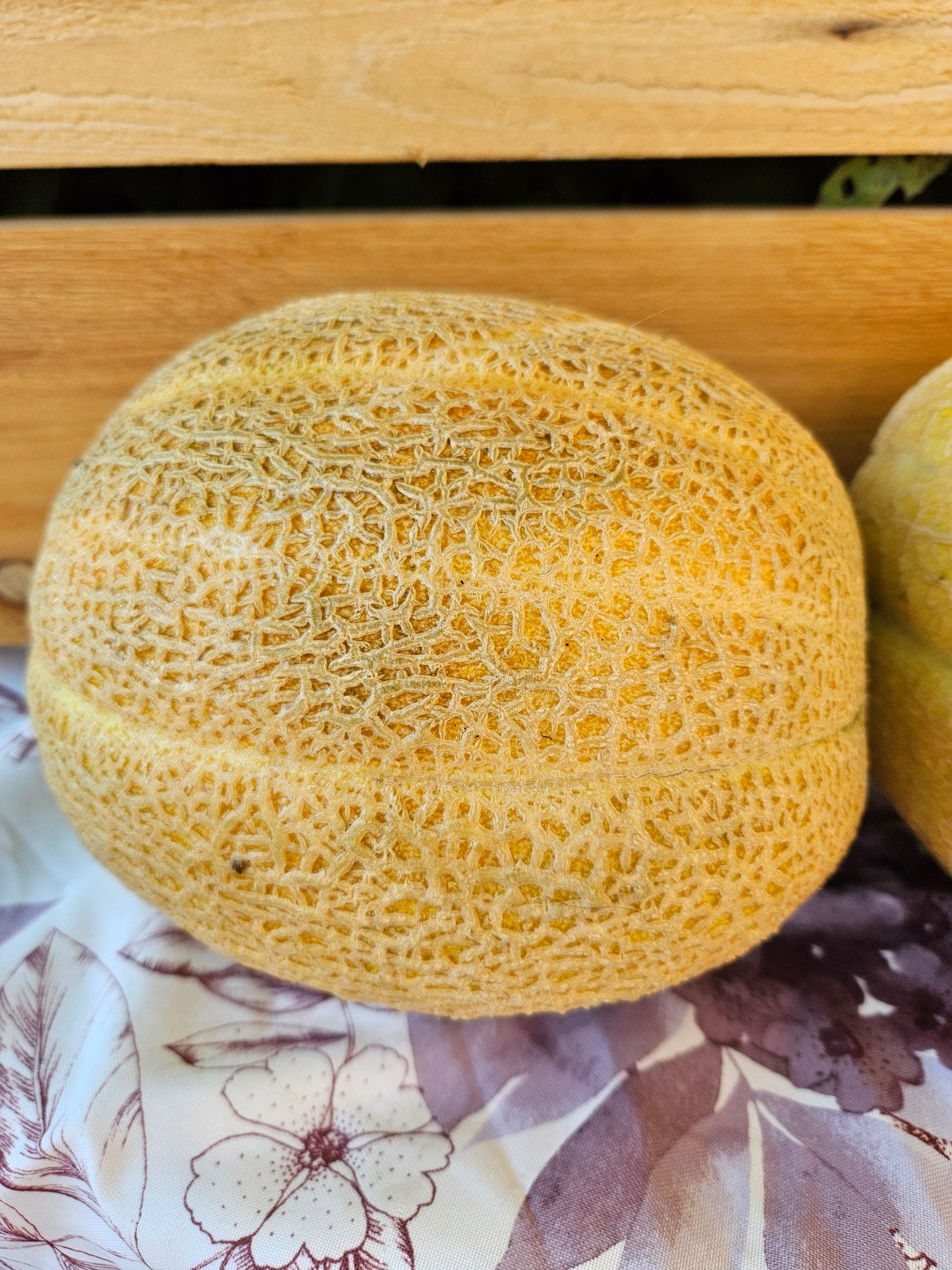Cantaloupe - Heirloom Classic Shape