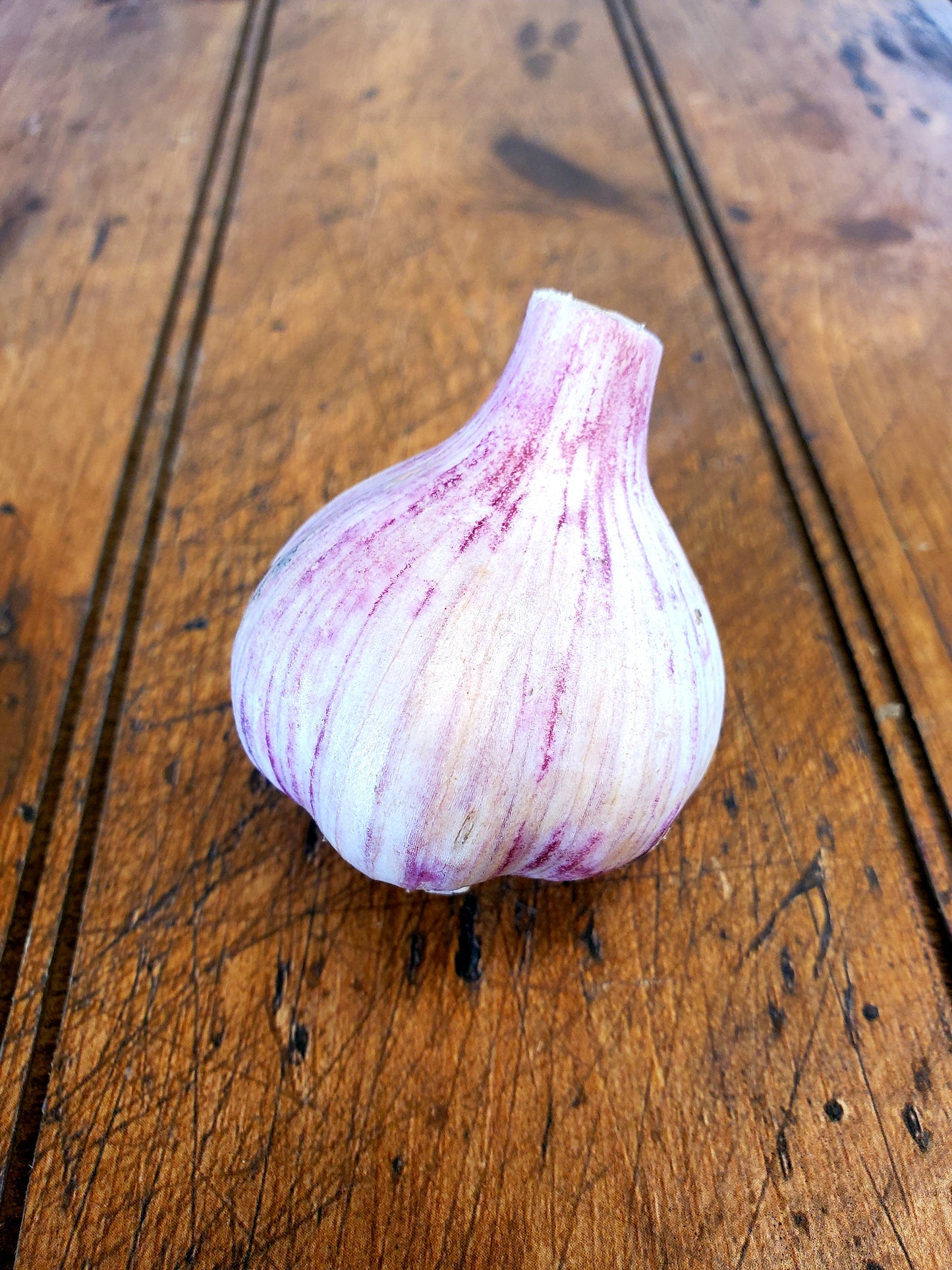 Garlic Hardneck (1) - Fresh