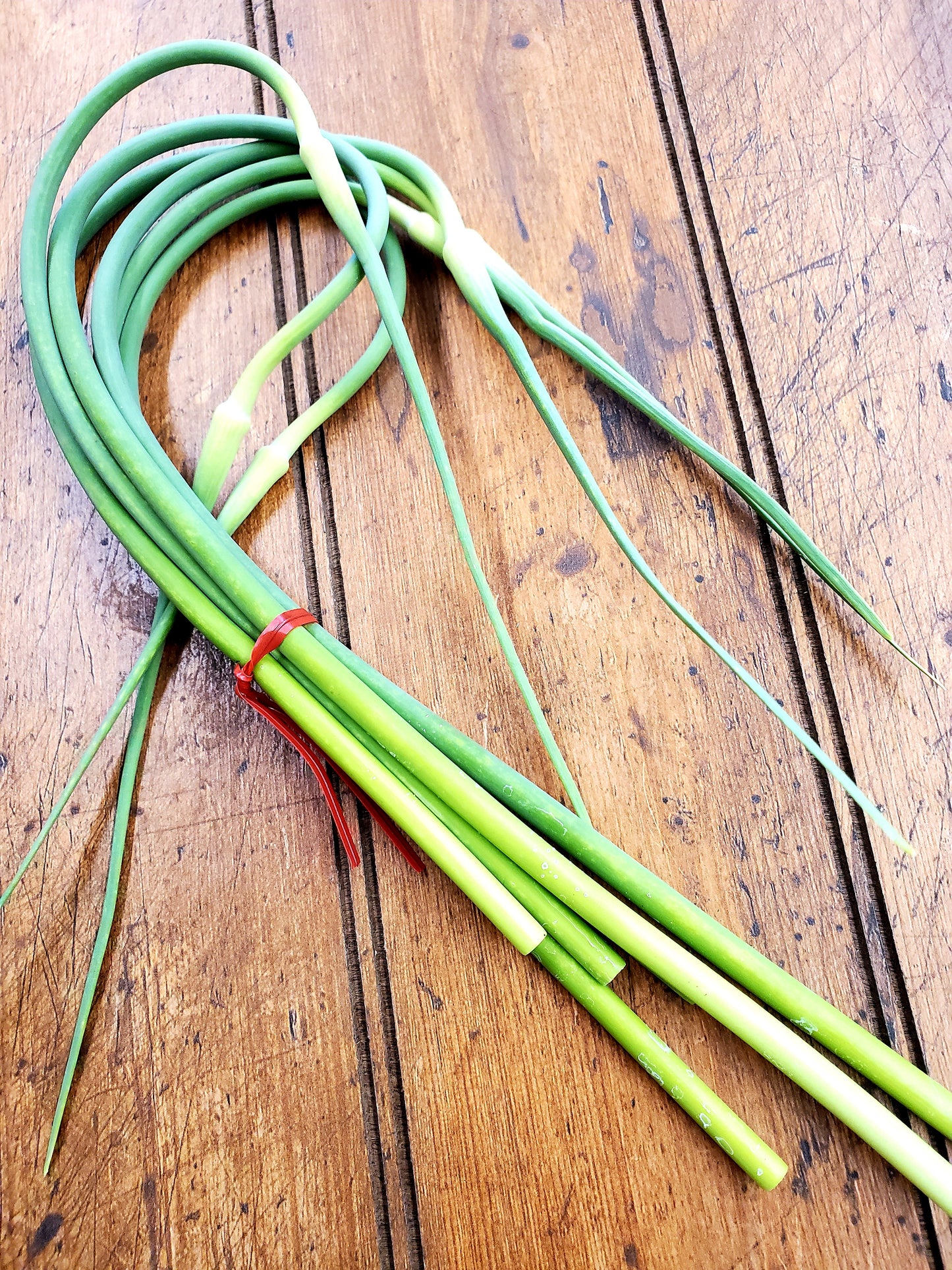 Garlic - Scapes Bunch