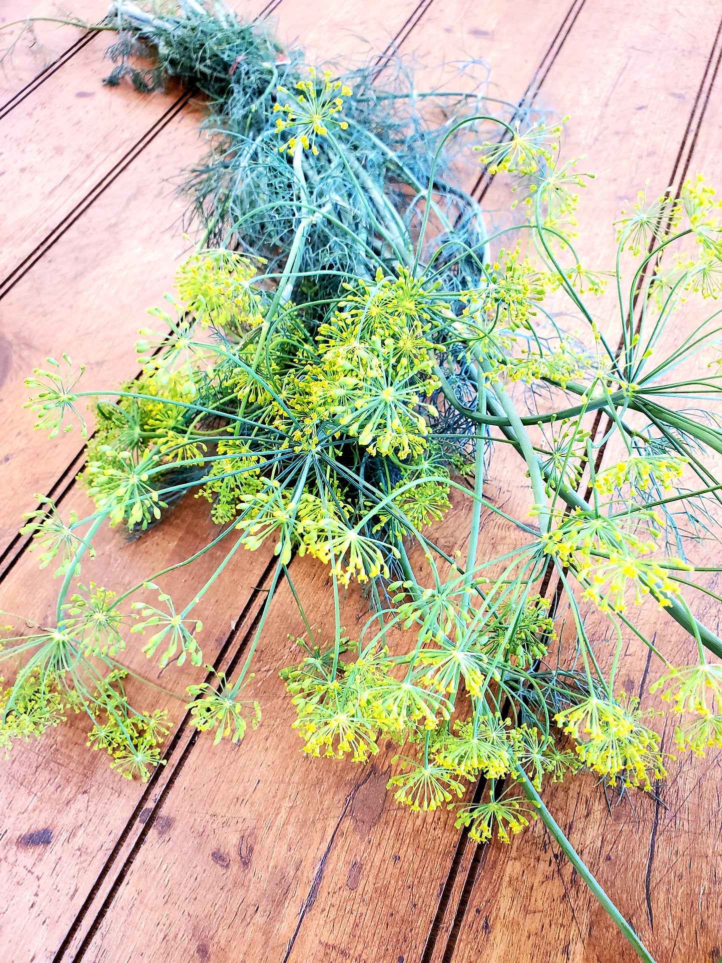 Dill - Bundle (Very limites)