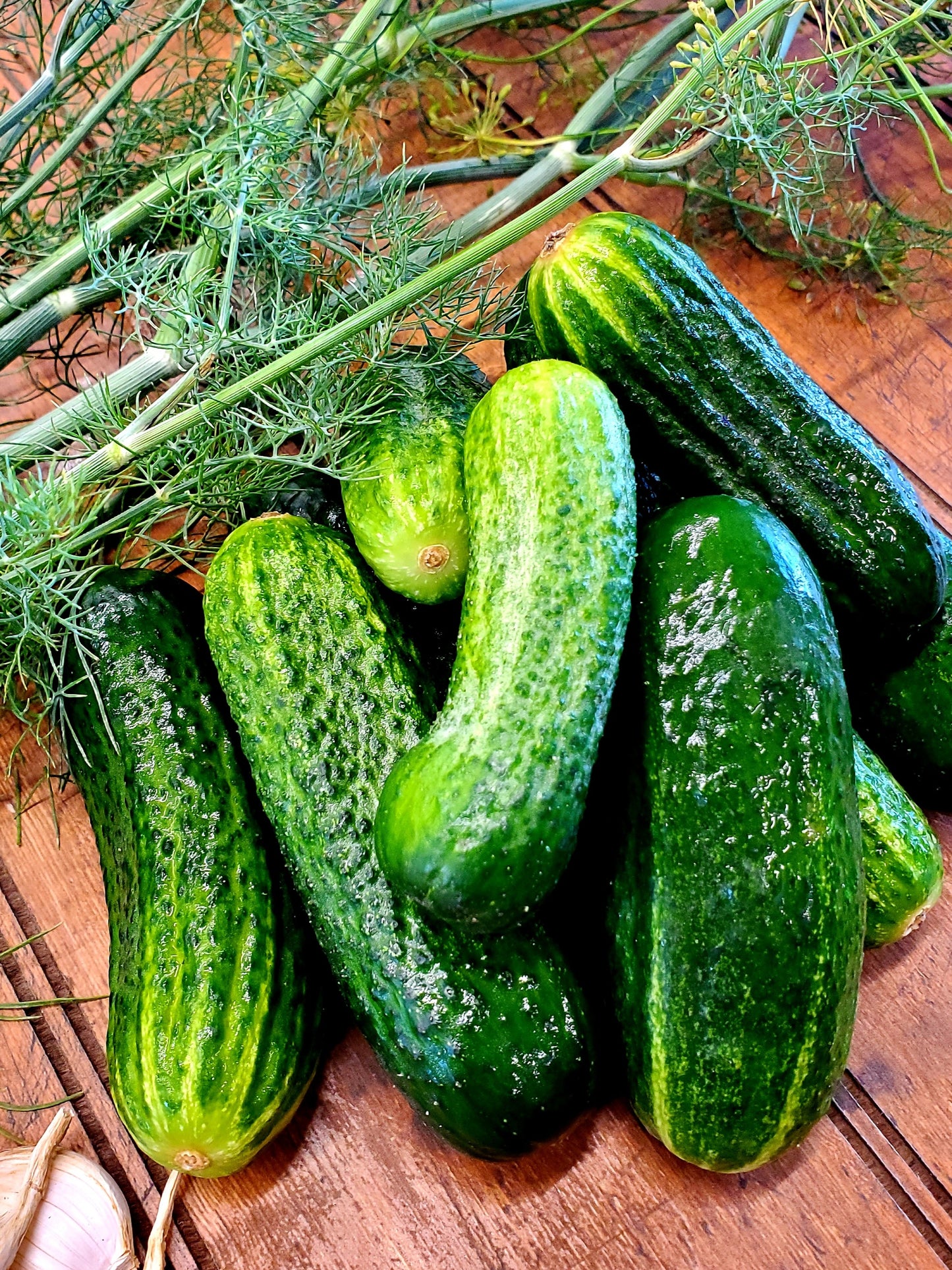 Cucumber - Pickling