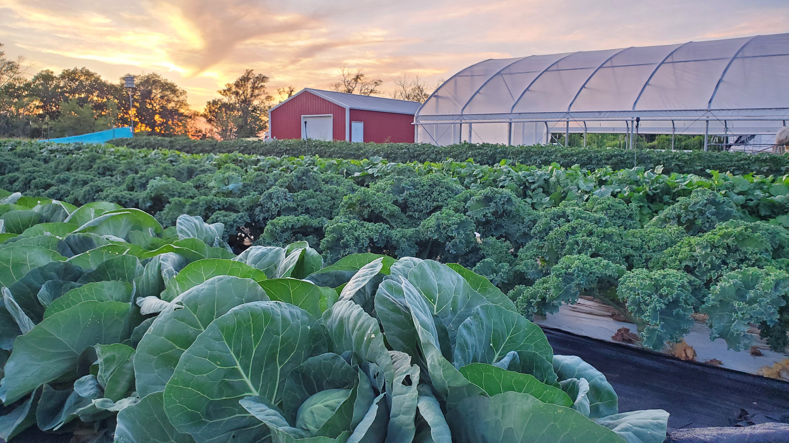Arkenberg Farms Produce photo 16
