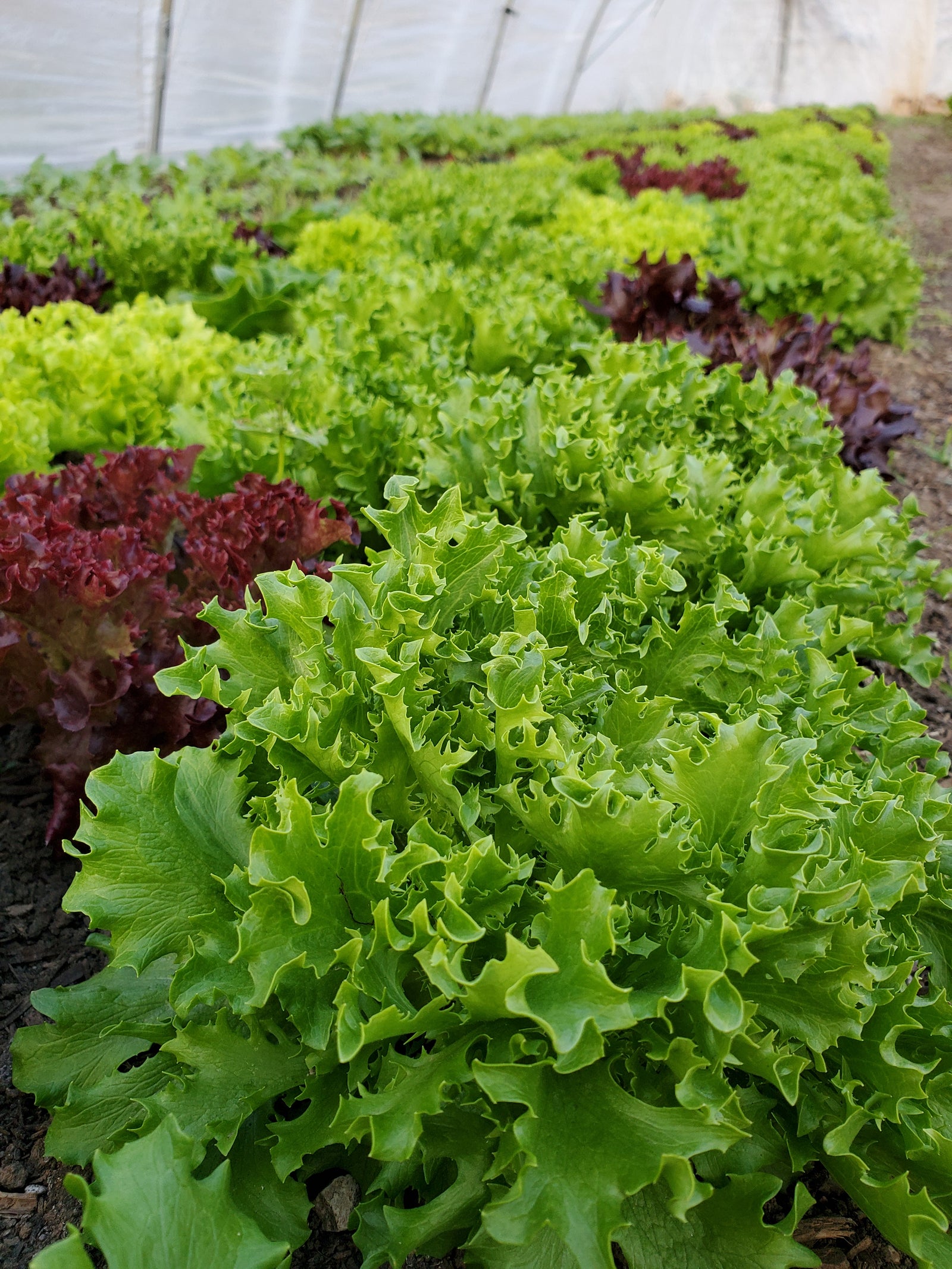 Arkenberg Farms Produce photo 9