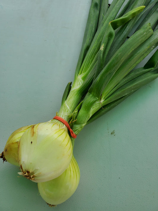 Onion CSA - Yellow (3 medium)