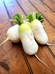 Radishes - Daikon CSA (1.5lb bag)