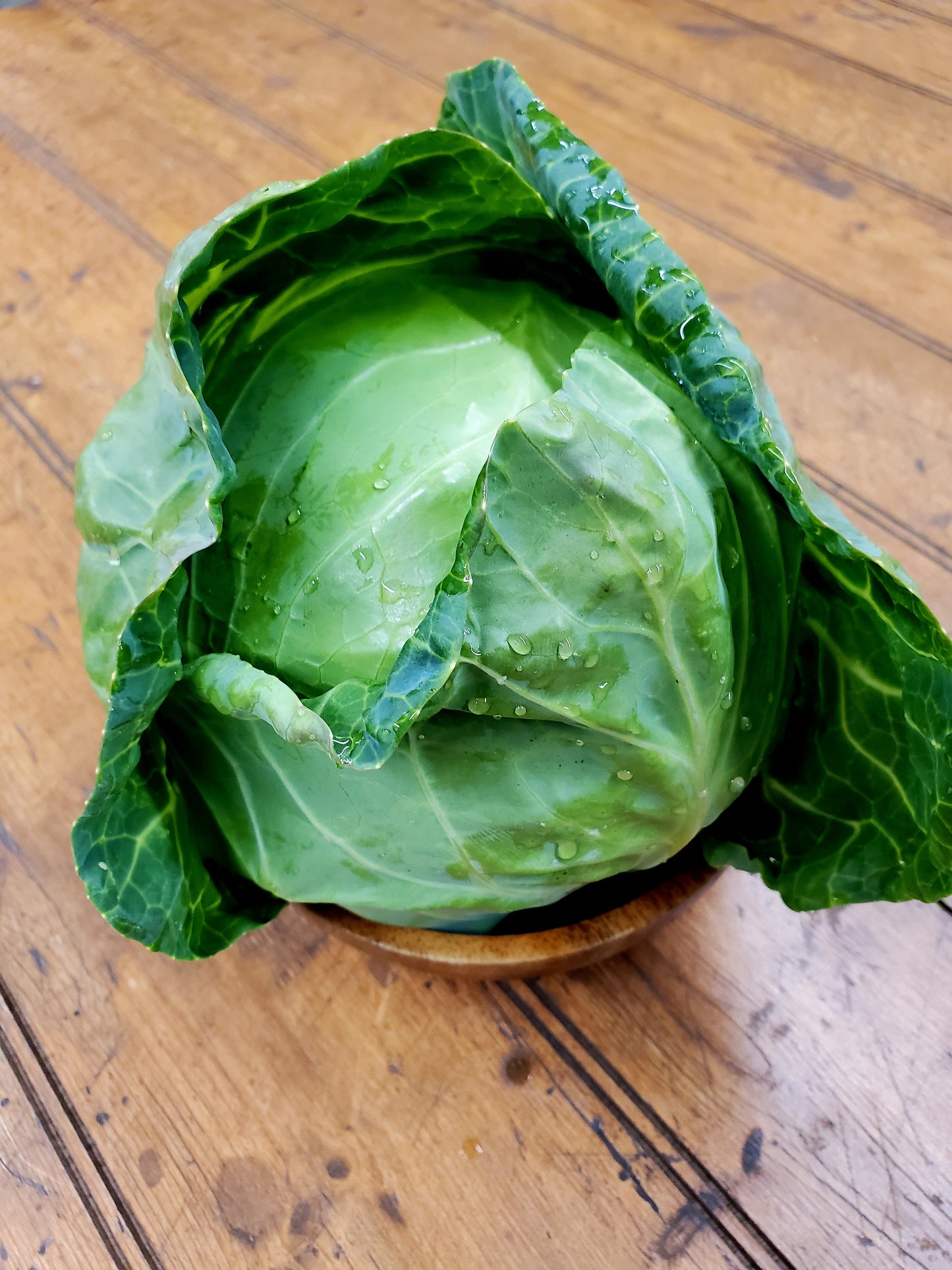 Cabbage - Round (1.5 - 2.5 lb heads)