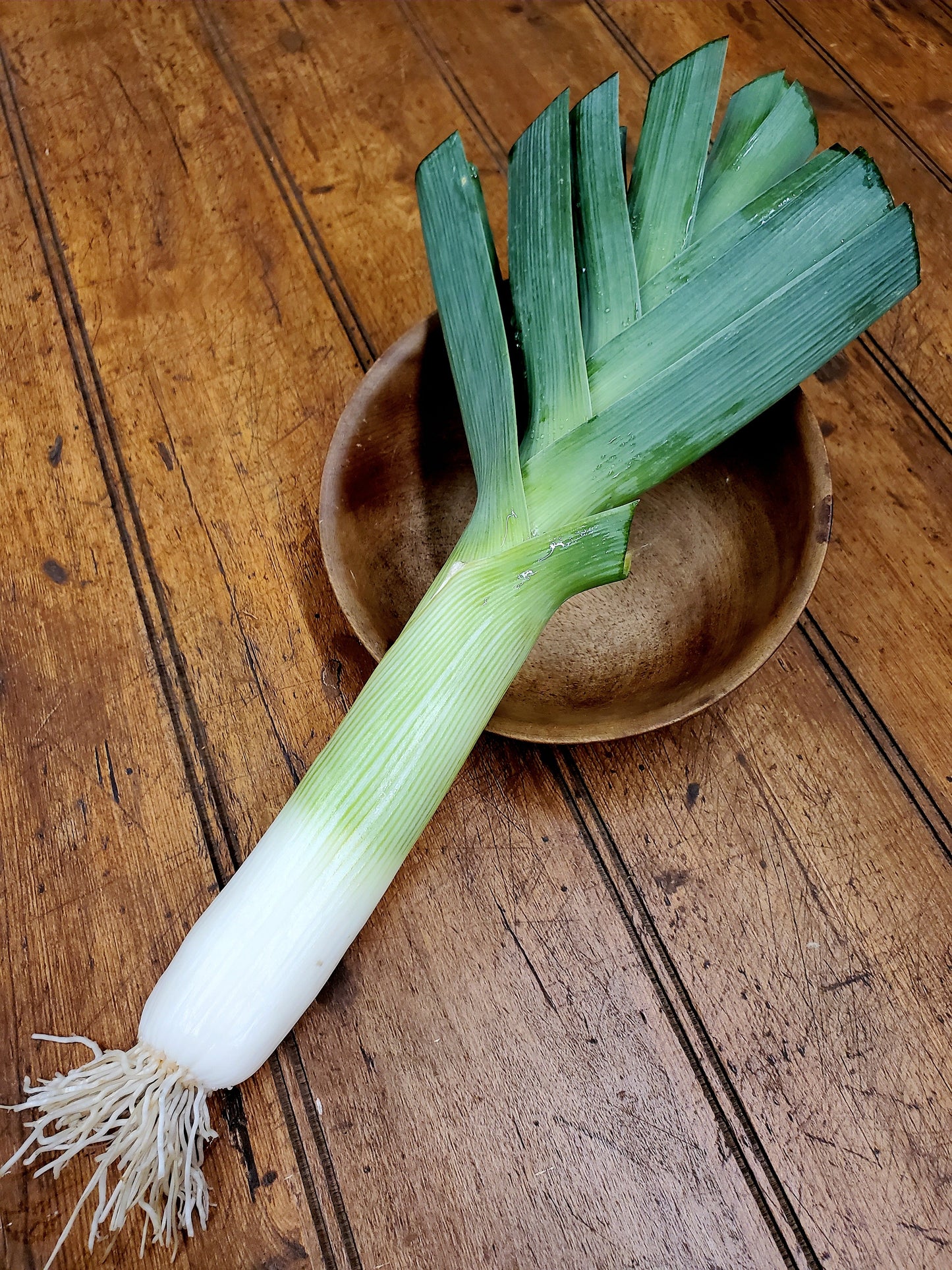 Leek