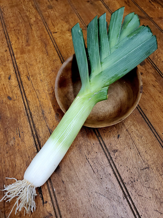 Leek