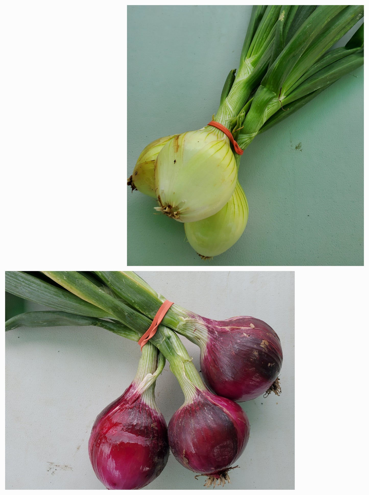 Onion - Fresh Candy (3 mixed)
