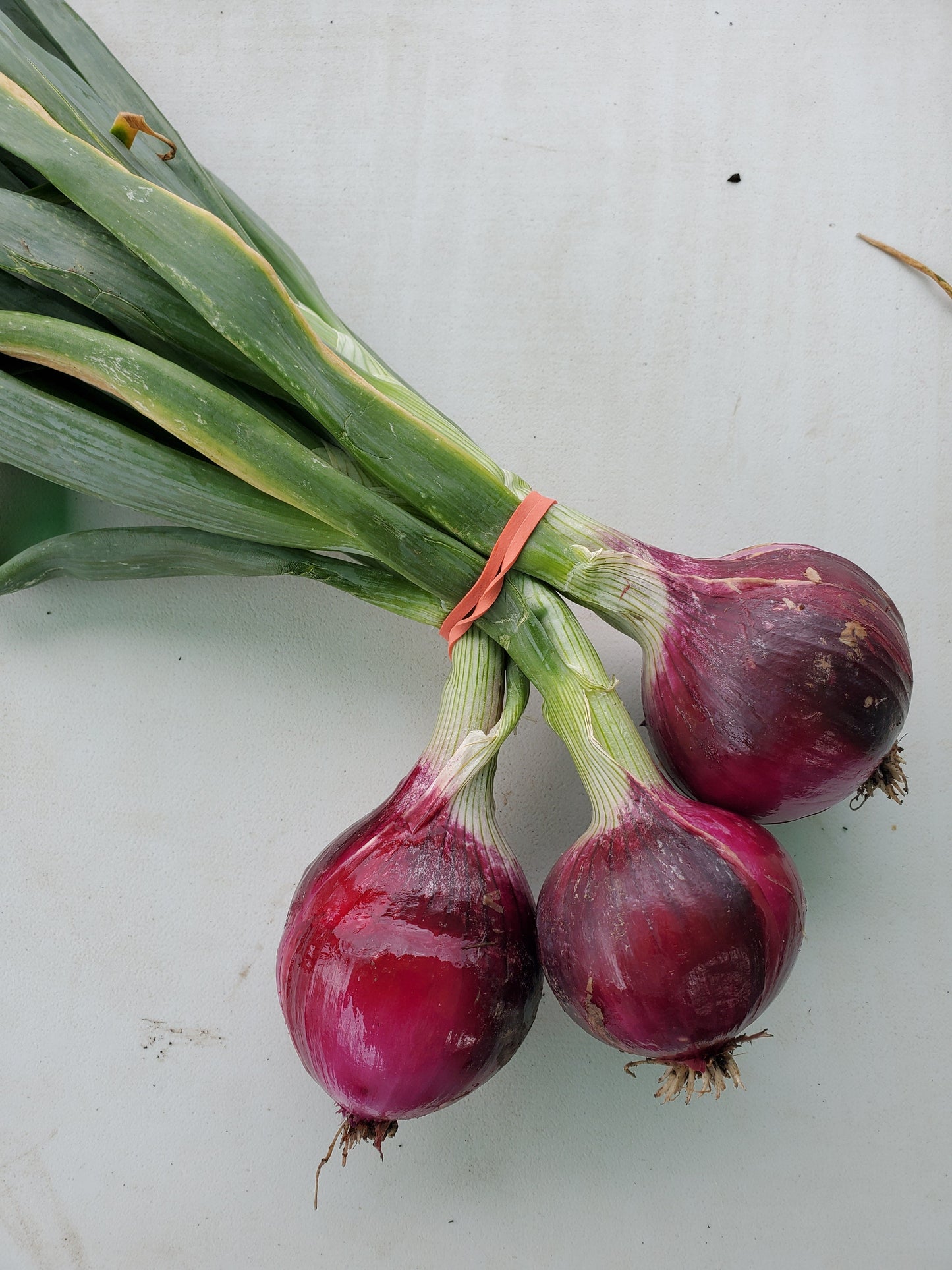 Onion - Fresh Candy (3 mixed)