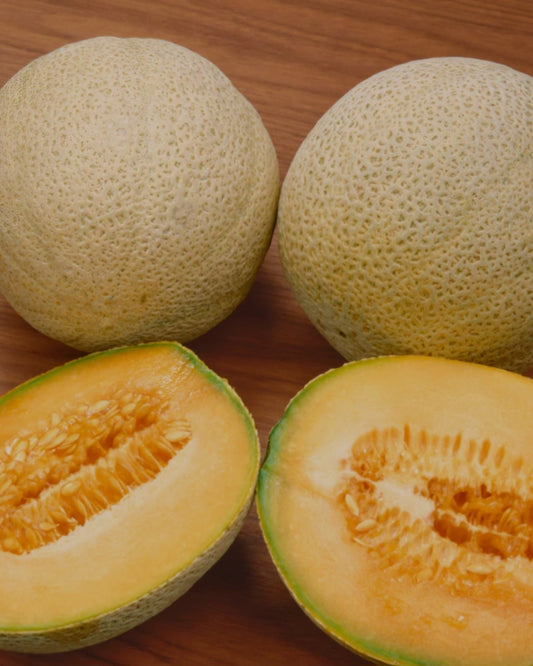 Cantaloupe - Arkenberg Heirloom