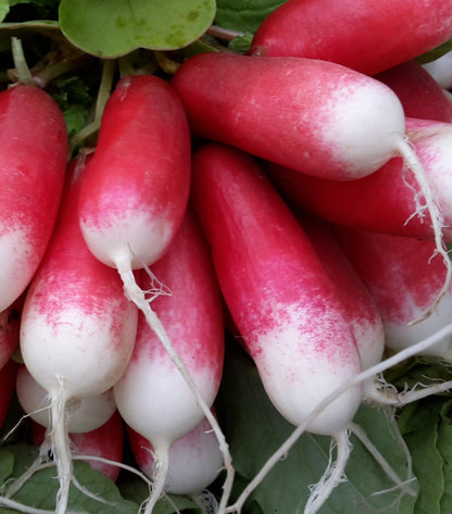 Radish - Rainbow or French Breakfast (Seasonal Bunch)