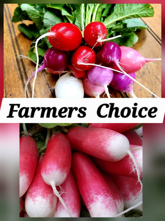 Radish - Rainbow or French Breakfast (Seasonal Bunch)