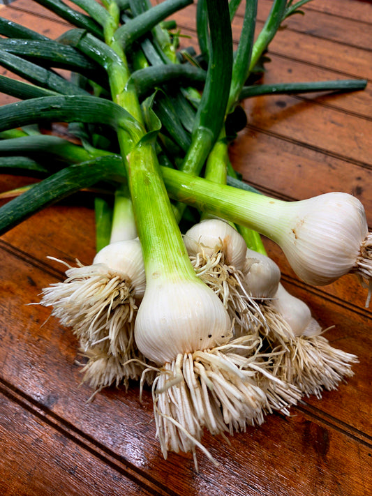 Garlic Hardneck (1) - Fresh