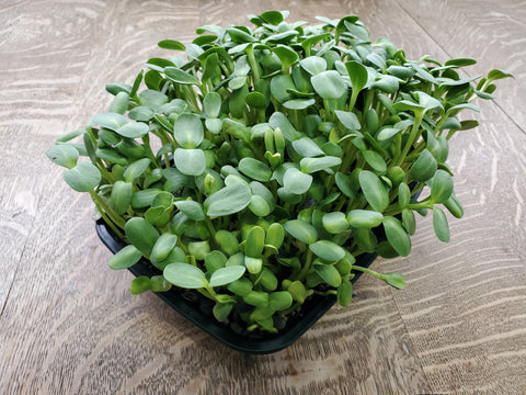Grow Your Own - Sun Shoots