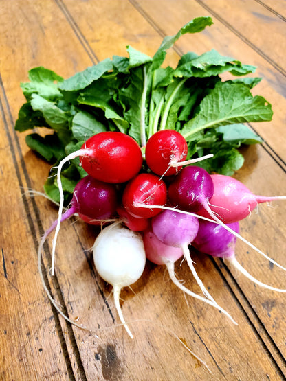 Radish - Rainbow or French Breakfast (Seasonal Bunch)
