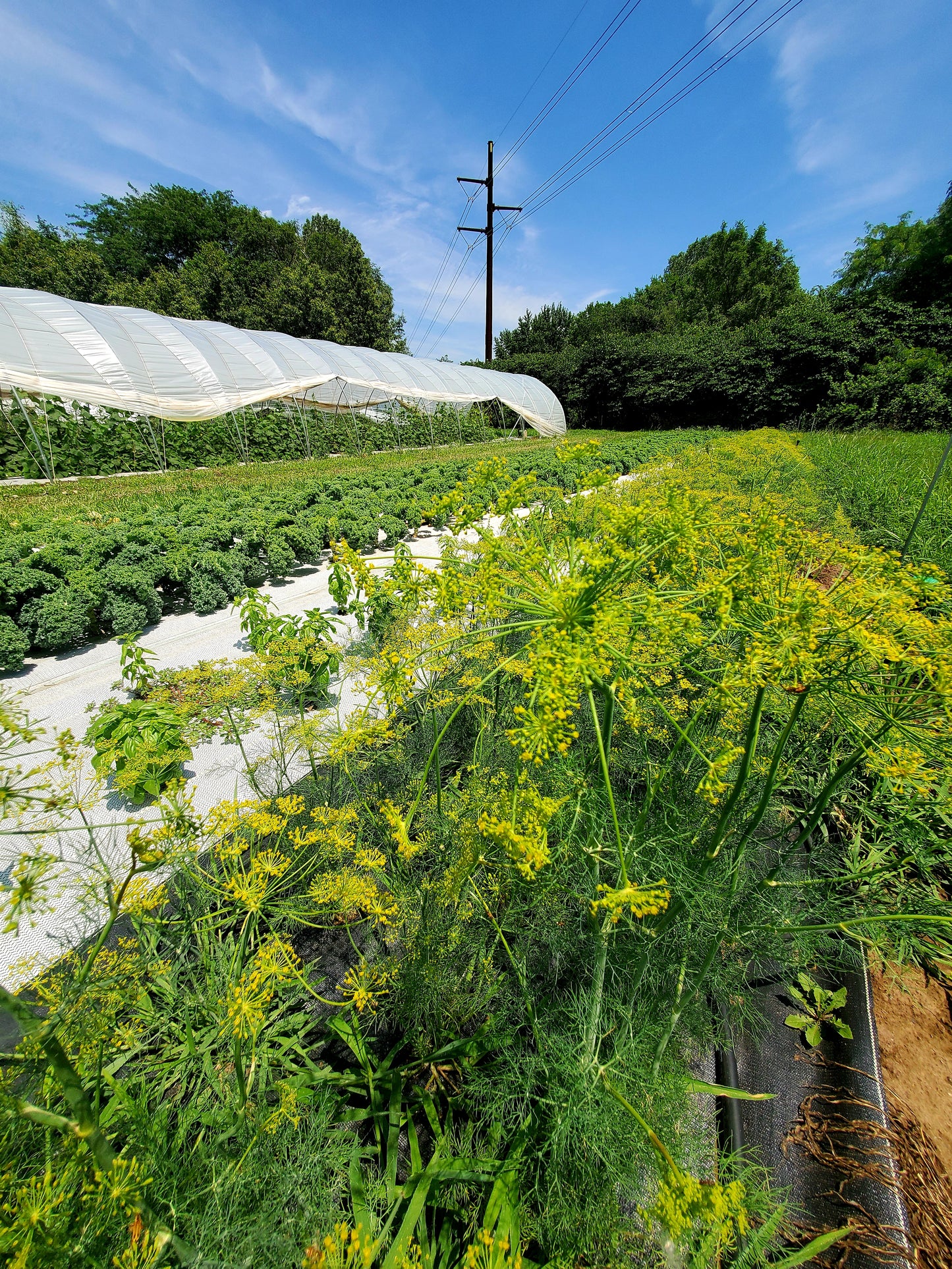 Dill - Bundle (Very limites)
