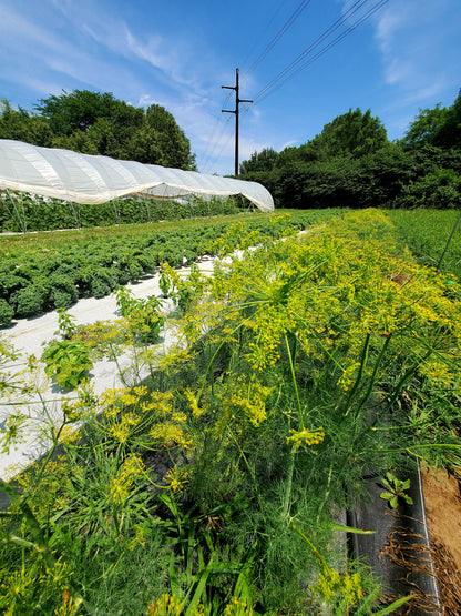 Dill - Bundle (Very limites)