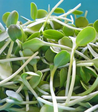 Microgreens - Sunflower Shoots